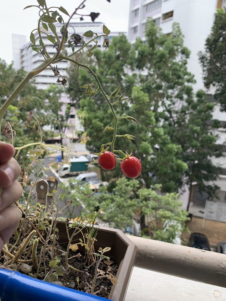 南阳楼道上种番茄